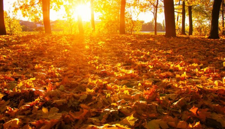 21 عکس استوک پاییز و درختان پاییزی   Autumn trees on sun
