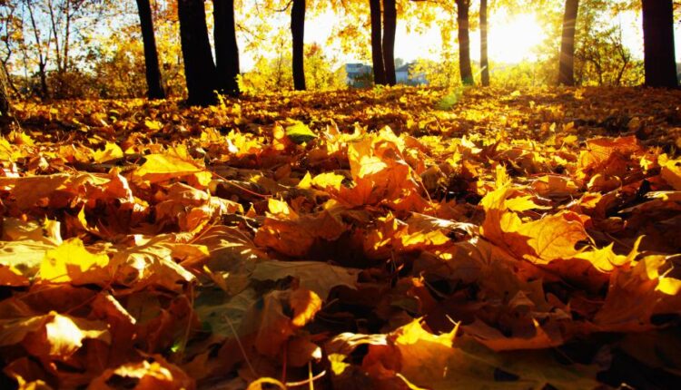 21 عکس استوک پاییز و درختان پاییزی   Autumn trees on sun