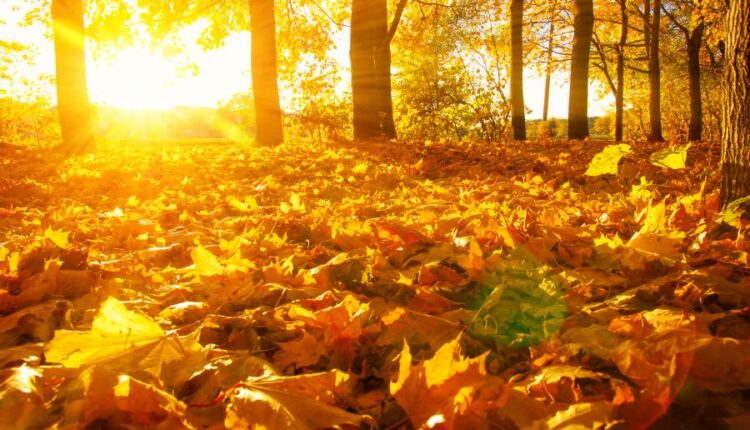 21 عکس استوک پاییز و درختان پاییزی   Autumn trees on sun