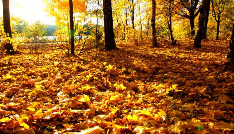 21 عکس استوک پاییز و درختان پاییزی   Autumn trees on sun