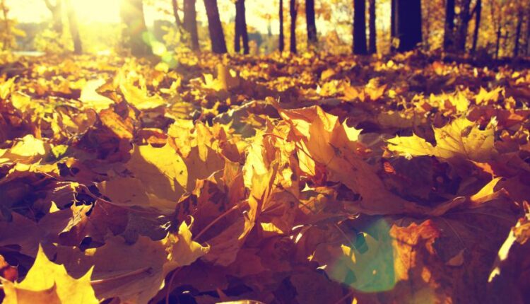 21 عکس استوک پاییز و درختان پاییزی   Autumn trees on sun
