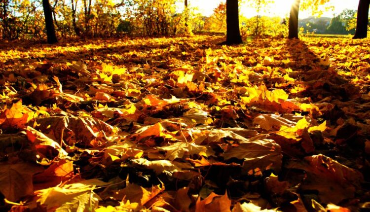 21 عکس استوک پاییز و درختان پاییزی   Autumn trees on sun