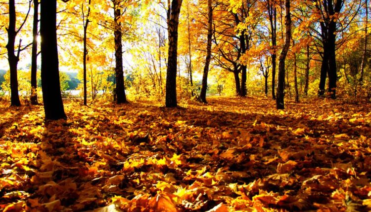 21 عکس استوک پاییز و درختان پاییزی   Autumn trees on sun