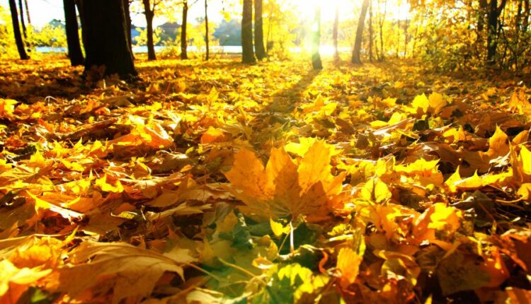 21 عکس استوک پاییز و درختان پاییزی   Autumn trees on sun