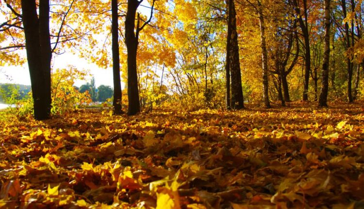 21 عکس استوک پاییز و درختان پاییزی   Autumn trees on sun