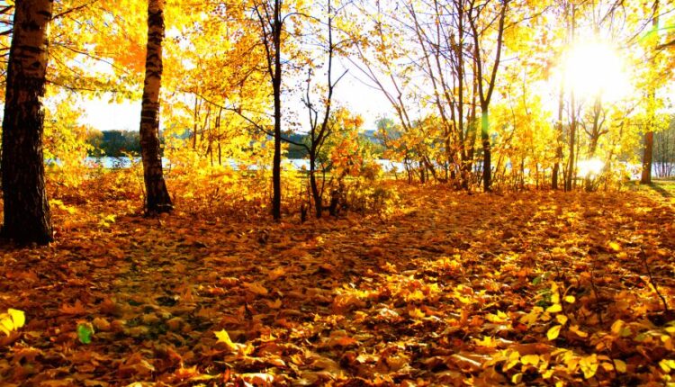 21 عکس استوک پاییز و درختان پاییزی   Autumn trees on sun