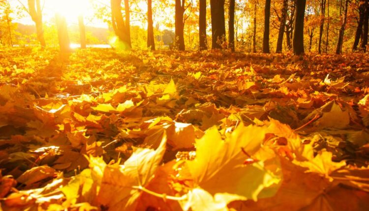21 عکس استوک پاییز و درختان پاییزی   Autumn trees on sun