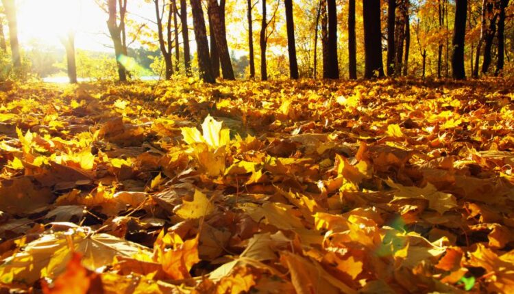 21 عکس استوک پاییز و درختان پاییزی   Autumn trees on sun