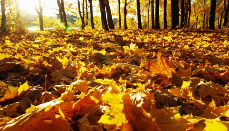 21 عکس استوک پاییز و درختان پاییزی   Autumn trees on sun