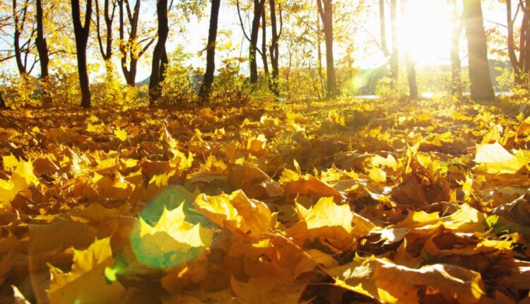 21 عکس استوک پاییز و درختان پاییزی   Autumn trees on sun