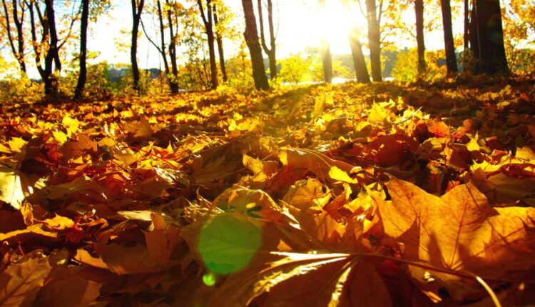 21 عکس استوک پاییز و درختان پاییزی   Autumn trees on sun