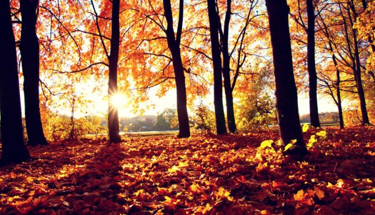 21 عکس استوک پاییز و درختان پاییزی   Autumn trees on sun