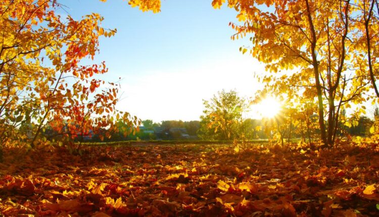 21 عکس استوک پاییز و درختان پاییزی   Autumn trees on sun