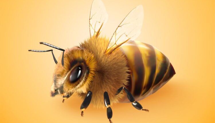 16 وکتور سه بعدی عسل و زنبور عسل   Bee & Honey Vector