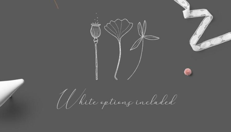 المان خطی گل و گیاهان   Herb & Seeds Vector