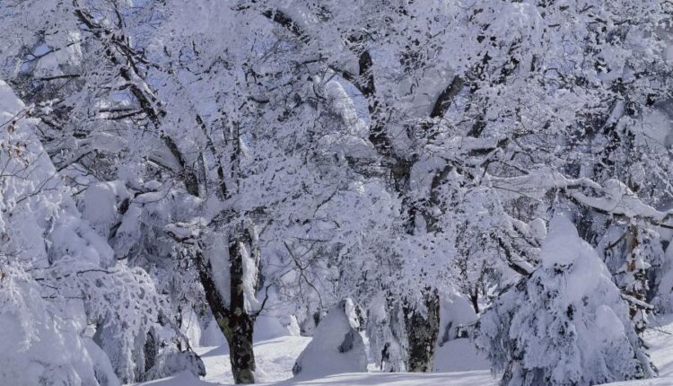 سری هشتاد و هشتم والپیپر زمستان   Beautiful Wallpapers