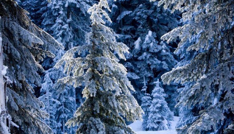 سری هشتاد و هشتم والپیپر زمستان   Beautiful Wallpapers