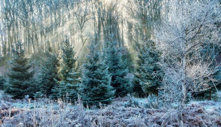 سری هشتاد و ششم تصویر زمینه زمستان   Beautiful Wallpapers