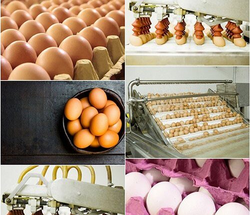 عکس استوک تخم مرغ   Eggs 15 UHQ JPEG