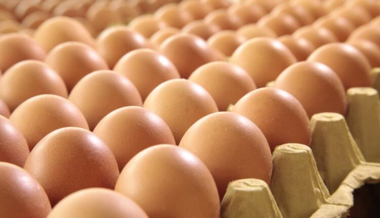 عکس استوک تخم مرغ   Eggs 15 UHQ JPEG