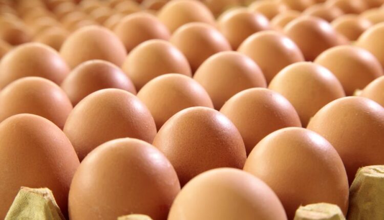 عکس استوک تخم مرغ   Eggs 15 UHQ JPEG