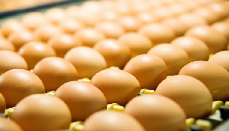 عکس استوک تخم مرغ   Eggs 15 UHQ JPEG