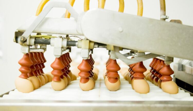 عکس استوک تخم مرغ   Eggs 15 UHQ JPEG