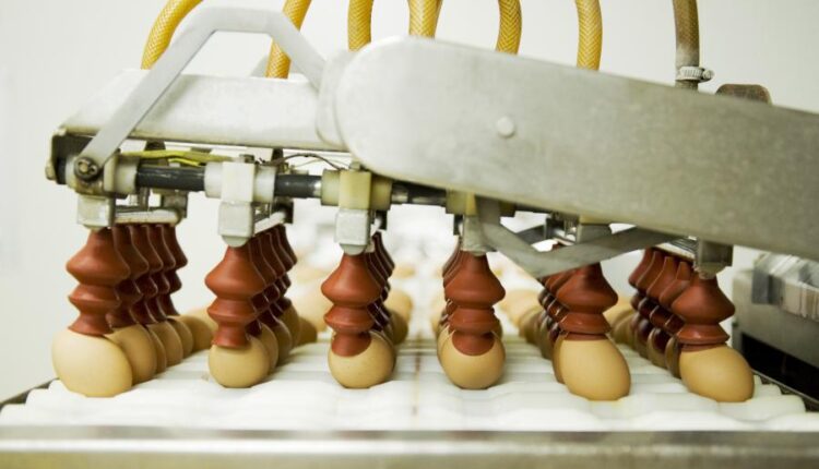 عکس استوک تخم مرغ   Eggs 15 UHQ JPEG