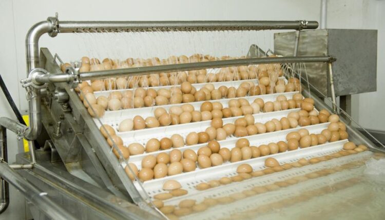 عکس استوک تخم مرغ   Eggs 15 UHQ JPEG