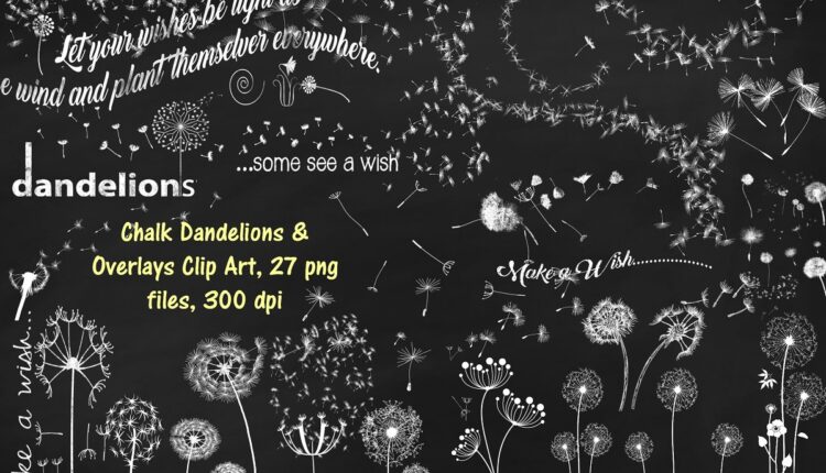تصاویر PNG قاصدک گچی   Chalk Dandelions Overlays Clip Art