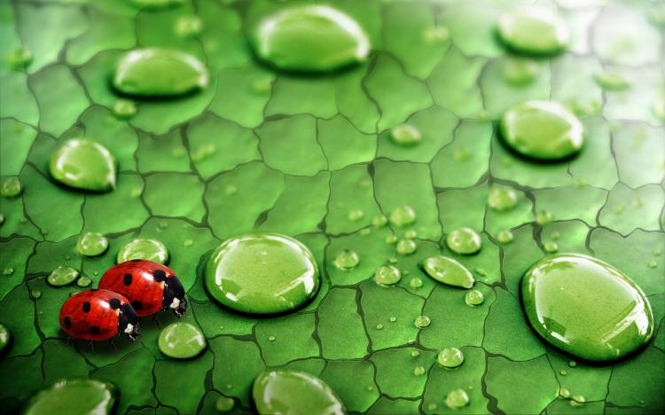 سری نود و چهارم والپیپر ویندوز – Beautiful Wallpapers