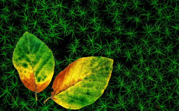 سری نود و چهارم والپیپر ویندوز – Beautiful Wallpapers