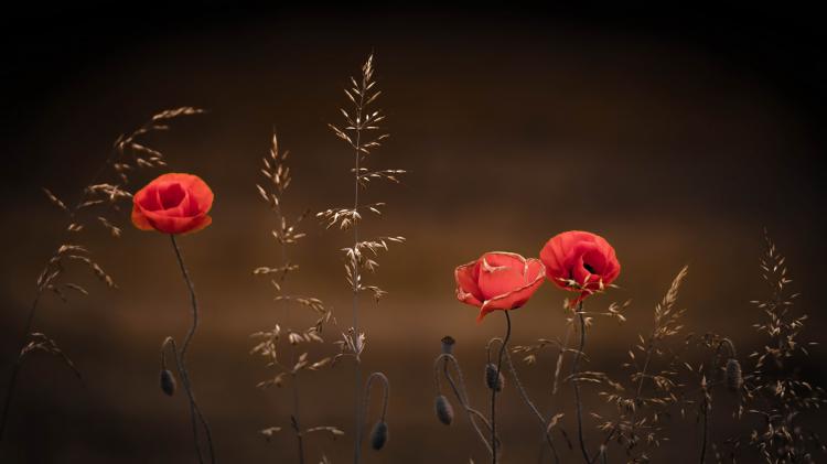 سری نود و چهارم والپیپر ویندوز – Beautiful Wallpapers