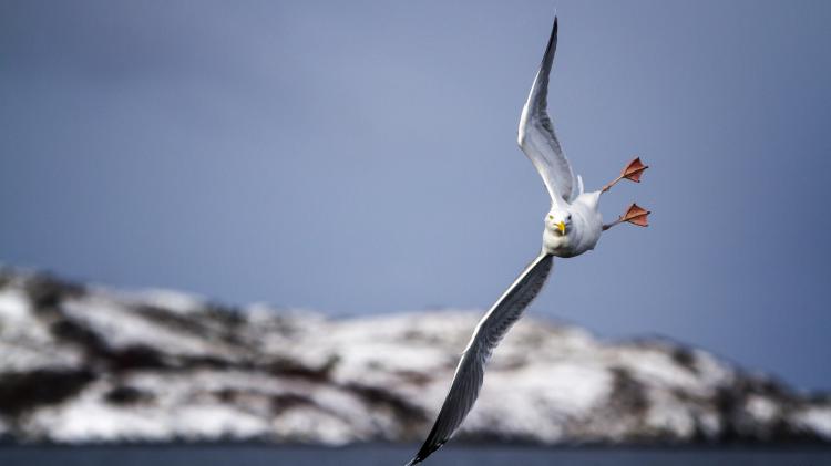 سری نود و چهارم والپیپر ویندوز – Beautiful Wallpapers