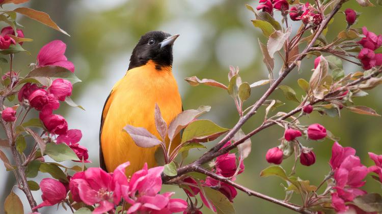 سری نود و ششم والپیپر برای ویندوز – Ultra HD Wallpaper