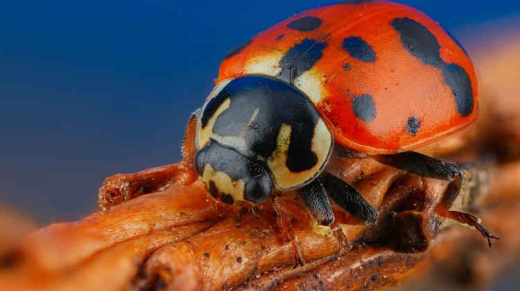 سری نود و ششم والپیپر برای ویندوز – Ultra HD Wallpaper