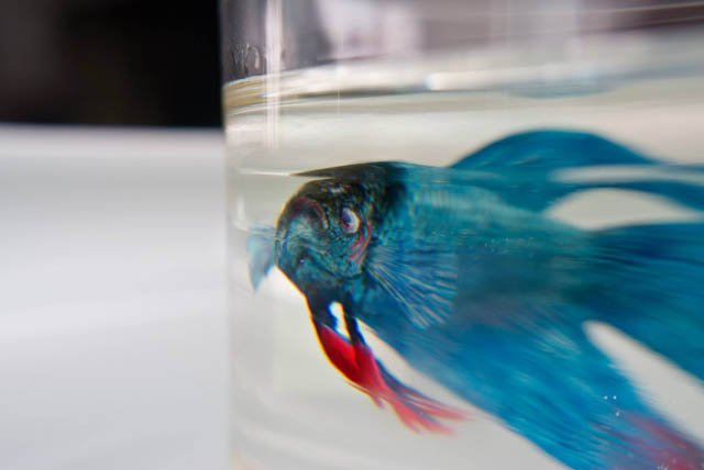 نقاشی های واقع گرایانه کنگ لای ، Keng Lye کنگ لای