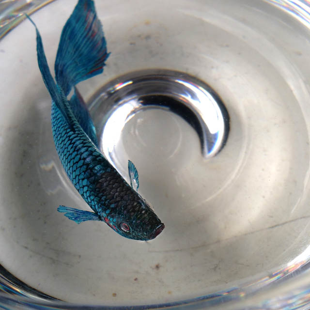 نقاشی های واقع گرایانه کنگ لای ، Keng Lye کنگ لای