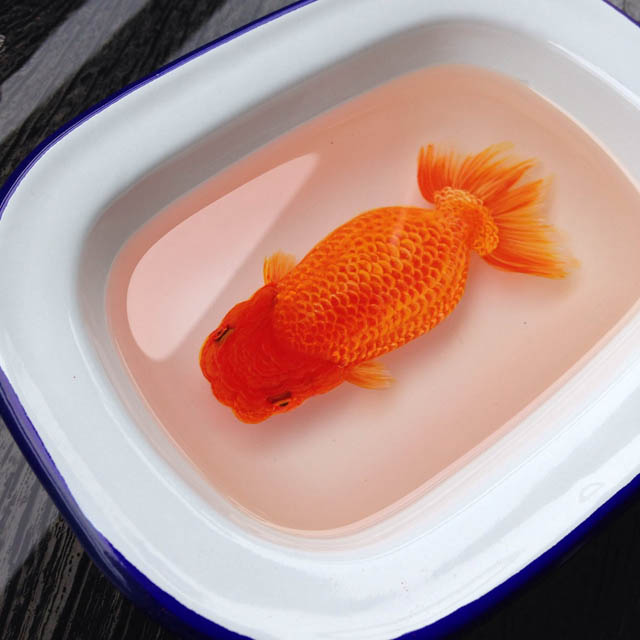 نقاشی های واقع گرایانه کنگ لای ، Keng Lye کنگ لای